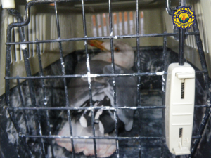 La gaviota agresiva que ha capturado la Policía Local/plv La gaviota agresiva que ha capturado la Policía Local/plv