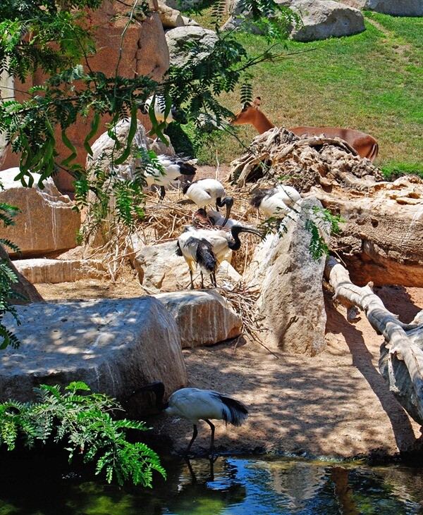 Nuevos pollitos de Ibis sagrados - Bioparc Valencia - julio 2012