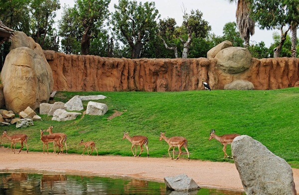 Rebaño de impalas - sabana africana - verano 2012 - Bioparc Valencia