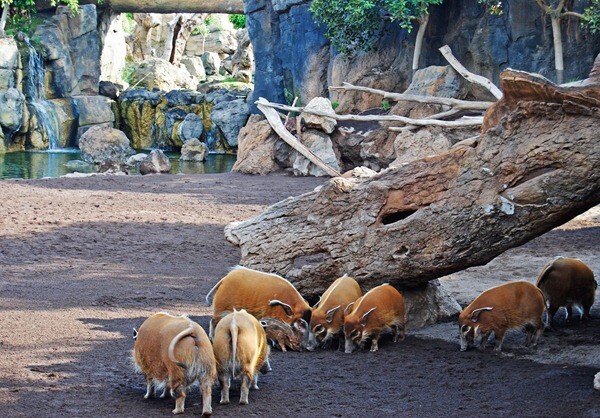 Verano 2012 - Nuevo miembro en la piara de potamoqueros - Bioparc Valencia