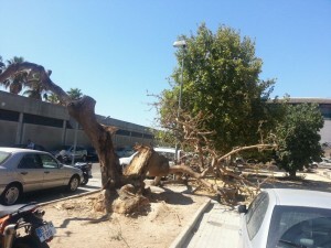 Los restos del árbol no dañaron a ningún vehículo ni persona por tener lugar de noche/vlcciudad