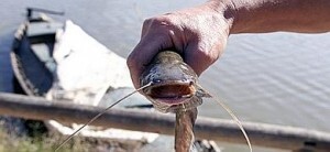 Ejemplar de siluro hallado en junio pasado en la zona de la Albufera de Catarroja