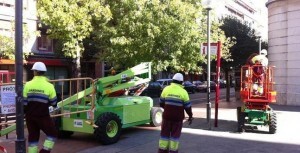 Un grupo de operarios durante una poda en una ciudad 