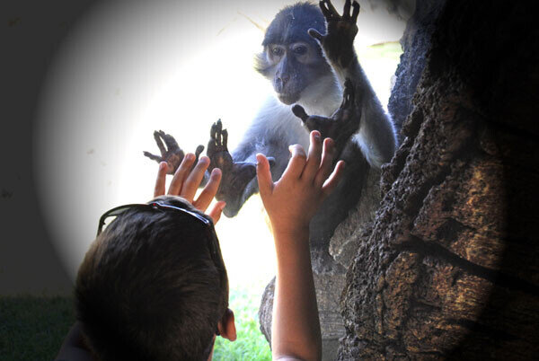 Experiencias en el bosque ecuatorial. Bioparc Valencia