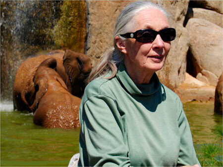 Jane Goodall con los elefantes a su espalda