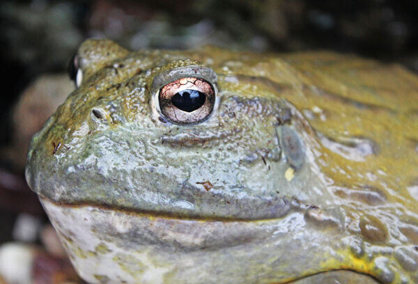 RANA TORO - BIOPARC VALENCIA RANA TORO - BIOPARC VALENCIA