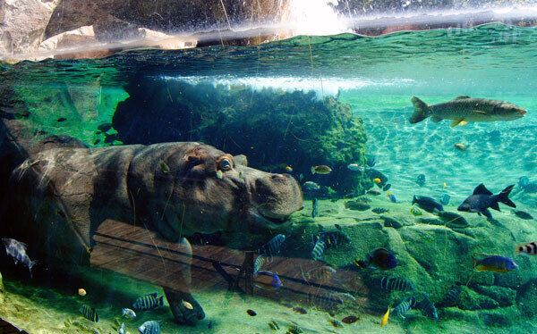 Hipopótamo Kitum, primavera en Bioparc Valencia Hipopótamo Kitum, primavera en Bioparc Valencia