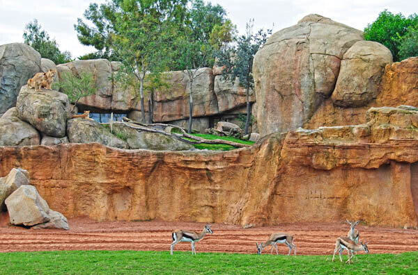 Gacelas Thomson observadas por los leones en la sabana africana - Bioparc Valencia