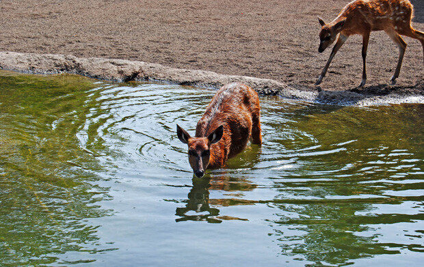 Bioparc Valencia - Sitatunga en el agua