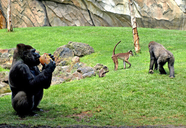 Bioparc Valencia - primates - helados de frutas