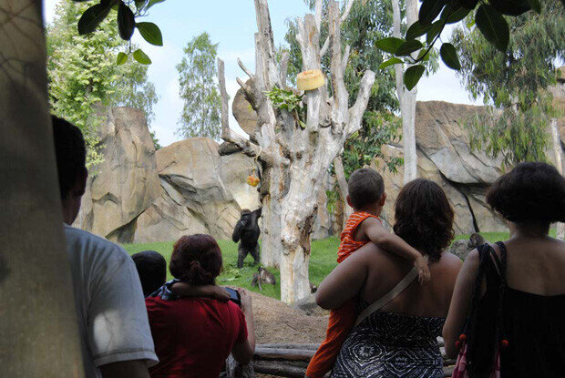 Visitantes viendo a un gorila con helados gigantes