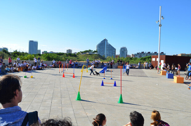 Exhibiciones de Agility - plaza de Bioparc Valencia