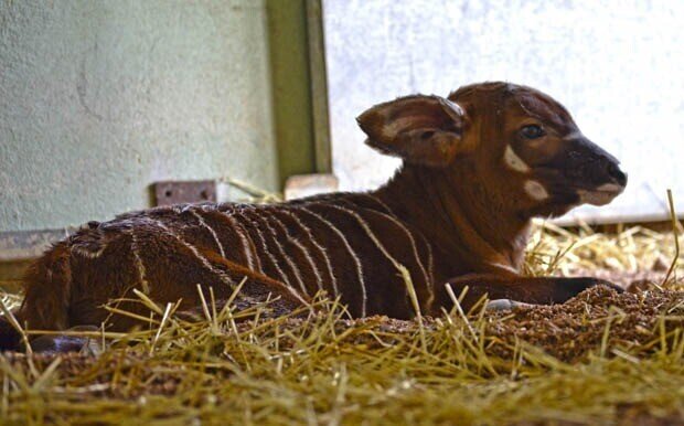 Cría de bongo recién nacida - instalaciones interiores - Bioparc Valencia 2013