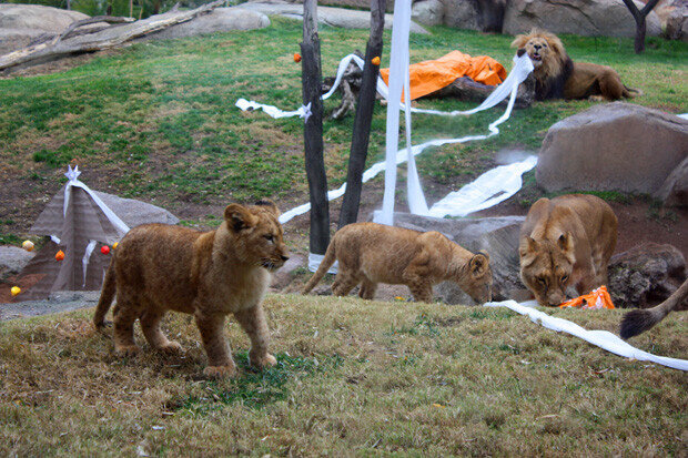 Navidad 2013 Bioparc19