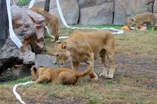 Navidad 2013 Bioparc21