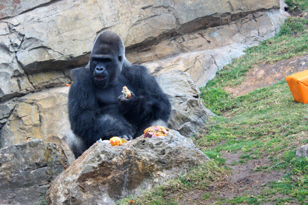 Navidad 2013 Bioparc36