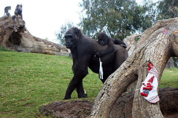 Navidad 2013 Bioparc38