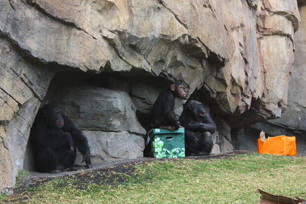 Navidad 2013 Bioparc51