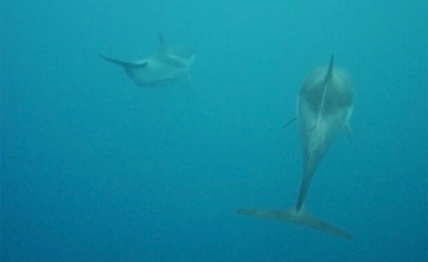 Delfines listados en los fondos de las islas Columbretes (Fotografía de Roque Belenguer Barrionuevo)