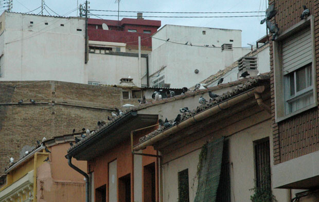 palomas-por-tos-laos