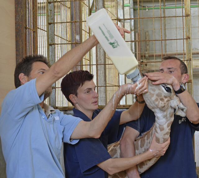 Equipo técnico de Bioparc Valencia dando el biberón a la jirafa recién nacida - 22 abril 2014