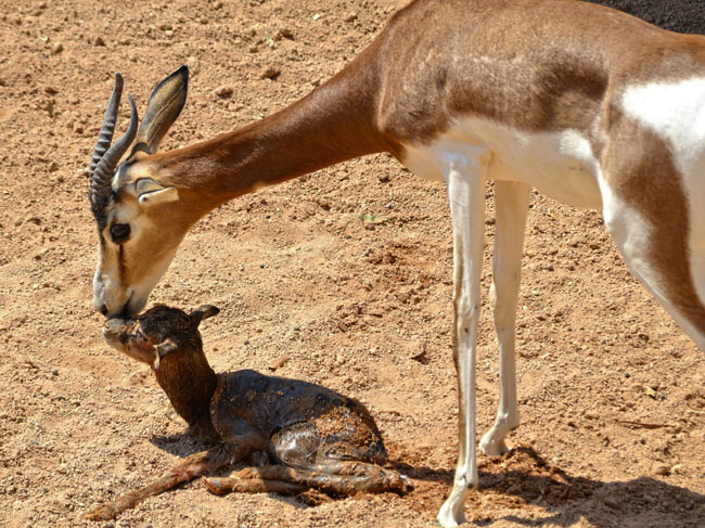 Nacimiento En Directo De Una Gacela Mhorr En Bioparc Valencia