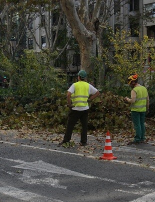 Trabajos de poda en la Gran Vía.