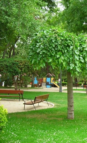 Con la sustitución progresiva de todas las moreras con fruto de la ciudad se evitará su poda agresiva antes de que estallen sus frutos .