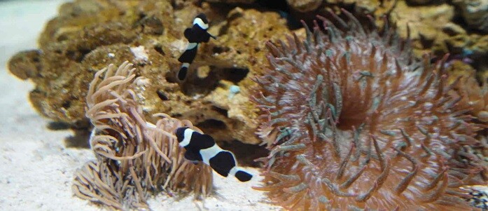 Con los 30 ejemplares recién introducidos se espera que en breve se formen 15 parejas con su correspondiente anémona.