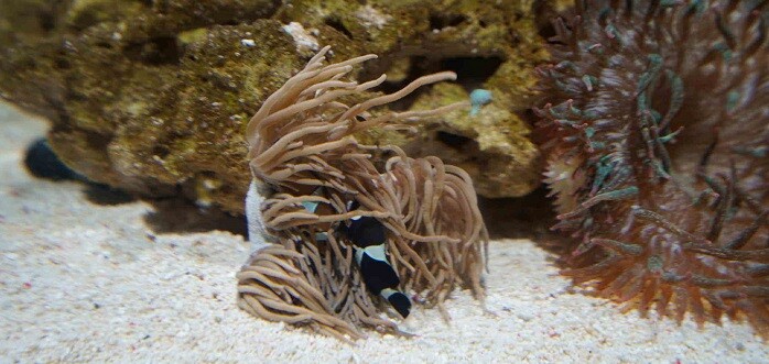 Los peces payaso siempre viven en parejas y tienen la capacidad de cambiar su sexo para que siempre exista uno de cada género.