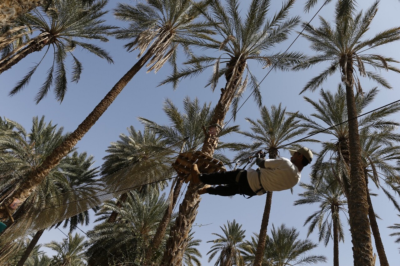 Tozeur_recogida_dátiles