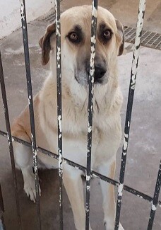 tras-los-ultimos-incidentes-en-que-algunos-animales-han-resultado-heridos