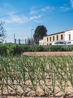 Minihuerto incluido en El Moli Lab.