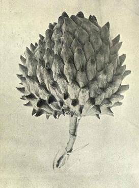 Fotografía de una chirimoya en la revista ‘Brotéria Série Botânica’ (1914,) de la colección de la Biblioteca del Real Jardín Botánico. Imagen actual de fruto de chirimoya. / RJB-CSIC / IHSM-CSIC