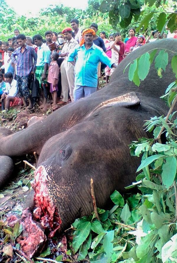 Elefante-abatido-en-India2