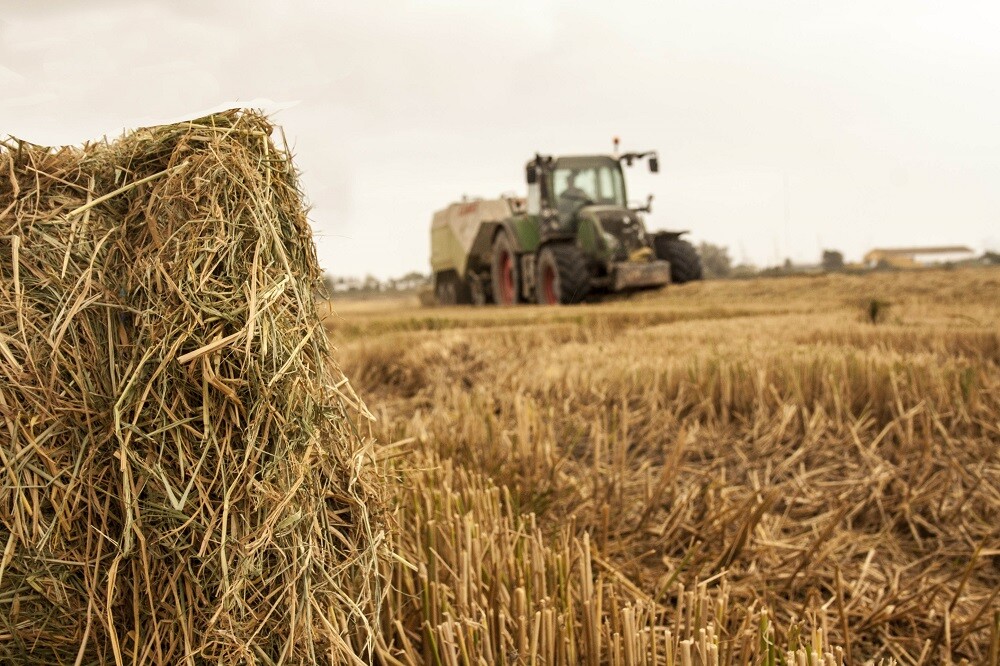 171013IMA-ARROCERIASPONS-RetiradaPajaArrozMassanassav2