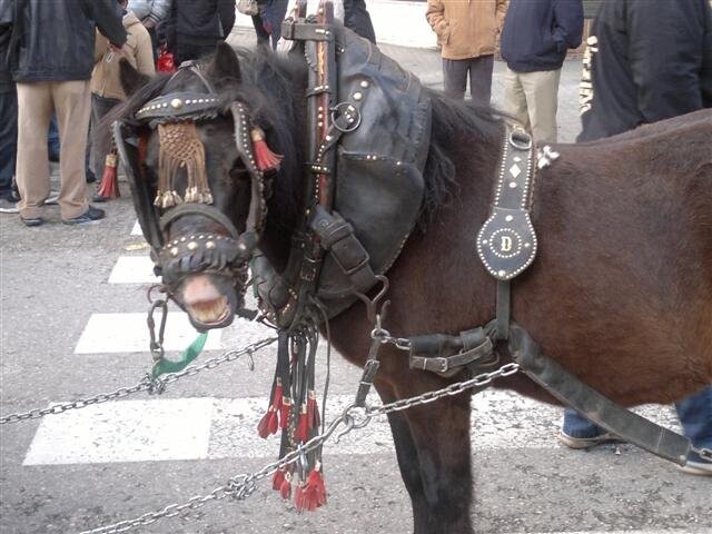 San antonio abad 2012 (6)