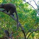 Bioparc Valencia celebra el Día Mundial del Árbol