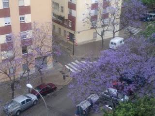 Jacarandas en Valencia - Valencia Noticias