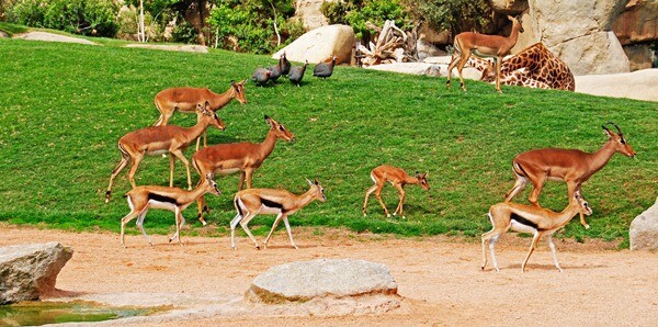 Cr&iacute;a de impala en sus primeros d&iacute;as en la sabana - Bioparc Valencia 2012
