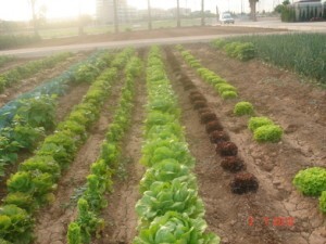 los huertos urbanos