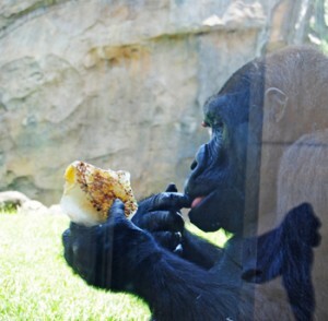 La gorila Fossey saborea un helado en la zona de bosque acuatorial de Bioparc Valencia