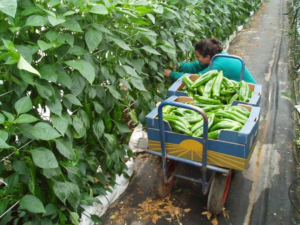 Una mujer en uno huerto/crm