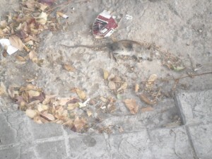 Un ejemplar de roedor que estuvo varios días en la calle Primado Reig cerca de un restaurante sin retirar/Compromís
