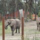 Greta y Betty, elefantas del Bioparc Valencia, se encuentran en su nuevo hogar de Holanda