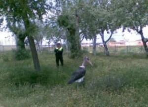 Un agente persigue un ave en una zona de la ciudad/plv