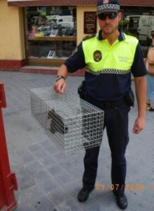 Un agente recoge un animal en una jaula después de inspeccionar una tienda/plv