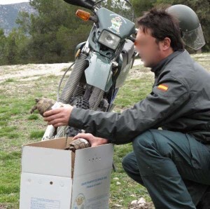 Un agente del Seprona sostiene un ejemplar de tortuga mora decomisada en otra operación en Andalucia hace tiempo