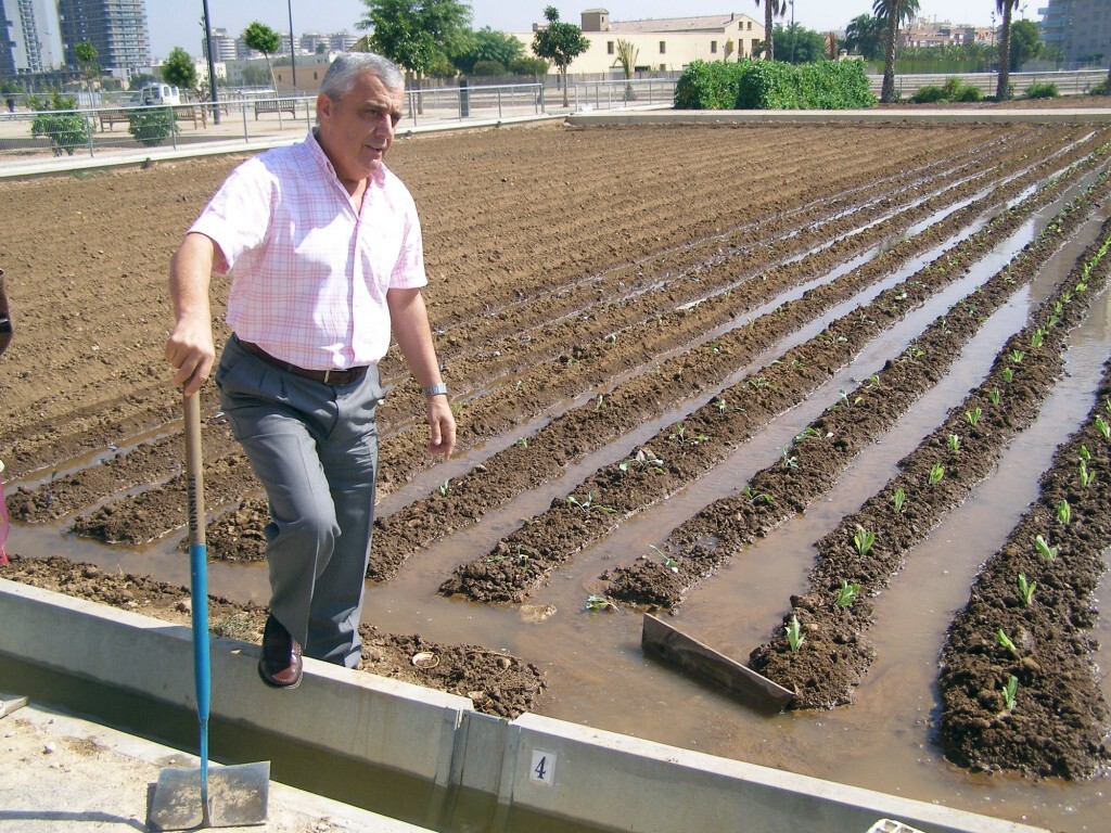 El concejal y vicepresidente del Consell Agrari ésta mañana en un de los huertos conuna azada regando/ayto. vlc