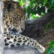 El leopardo en el Bosque Ecuatorial, Bioparc Valencia. Septiembre de 2012